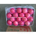 fresh sugar apple for sale